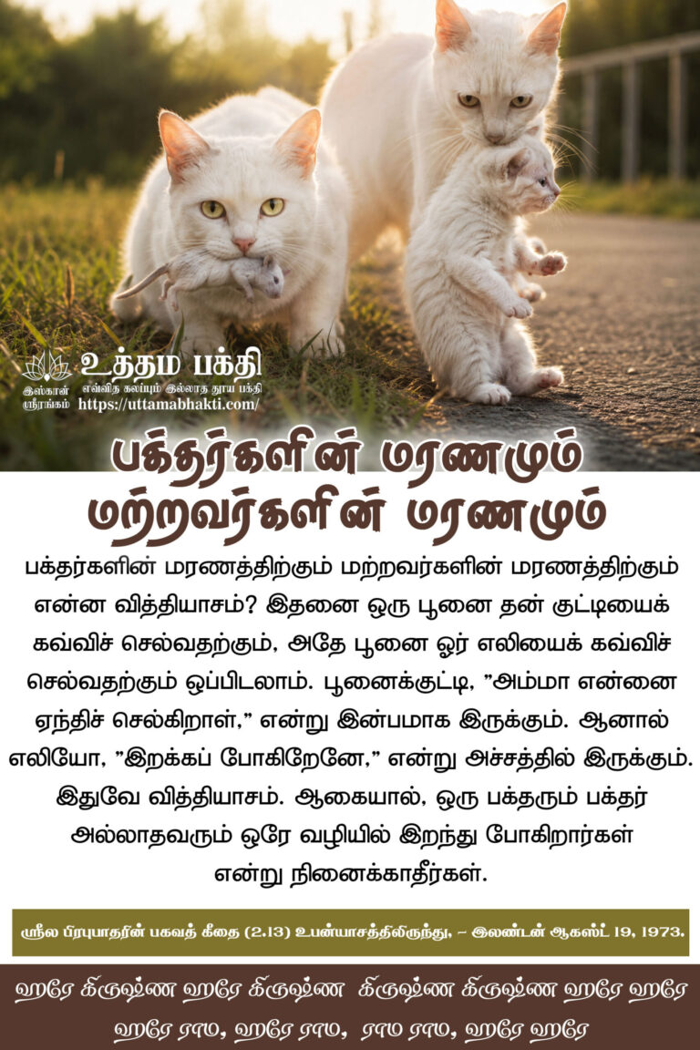 Cat-and-birth-and-death